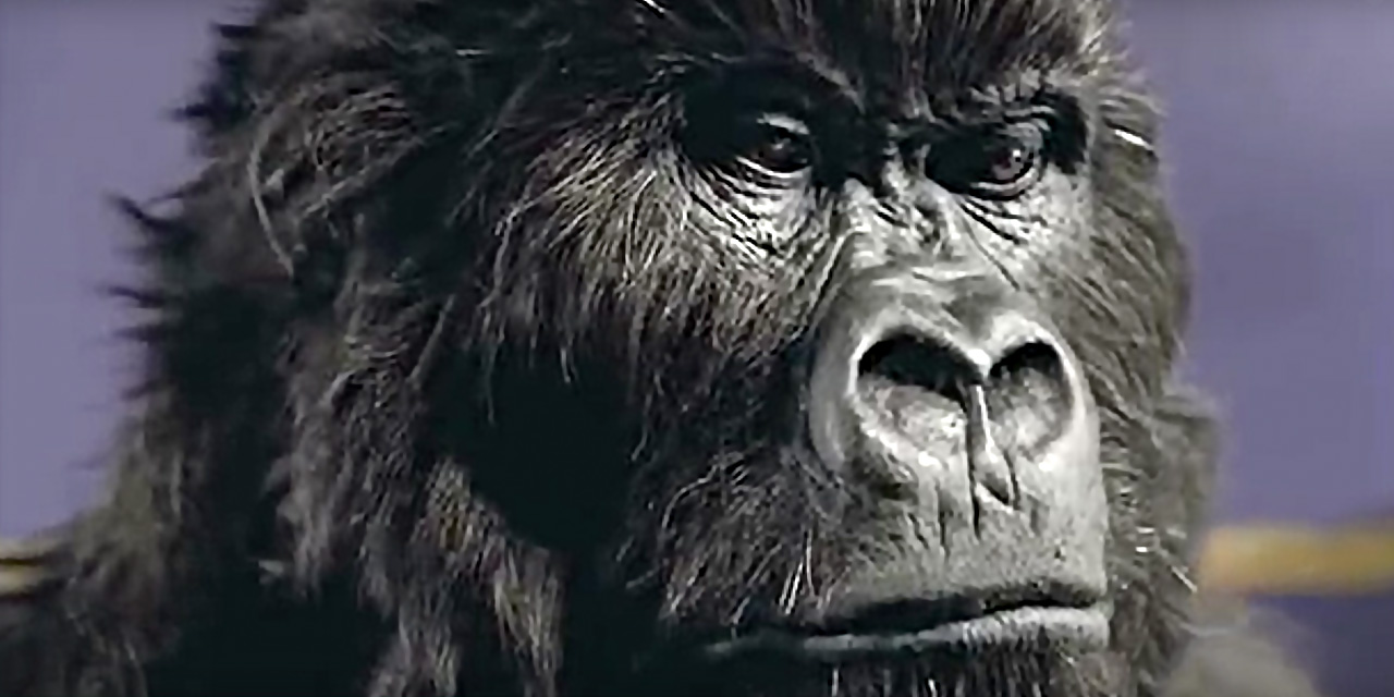 AdWatch: Cadbury | Gorilla