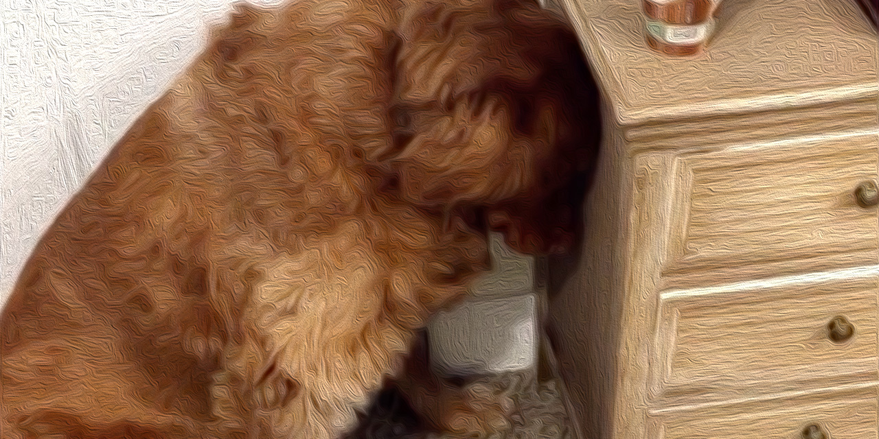 AdWatch: Google | Here To Help – Teach An Old Dog New Tricks