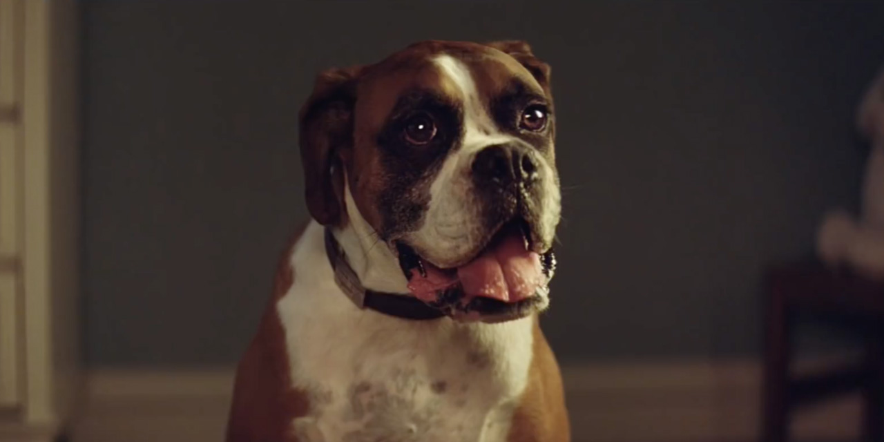 AdWatch: John Lewis & Partners | Buster The Boxer