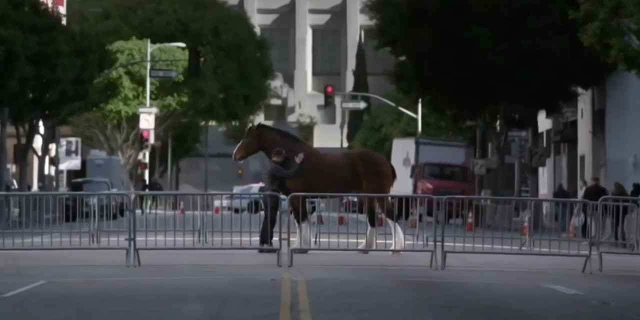 AdWatch: Budweiser | Brotherhood