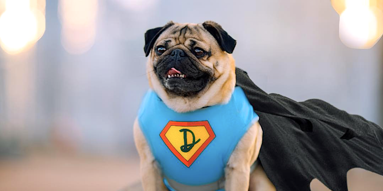 Doug the Pug: The Dog, the Myth, The Internet Legend