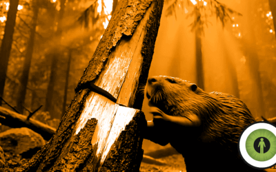Episode 209: Beamers, Beavers & Broken Search