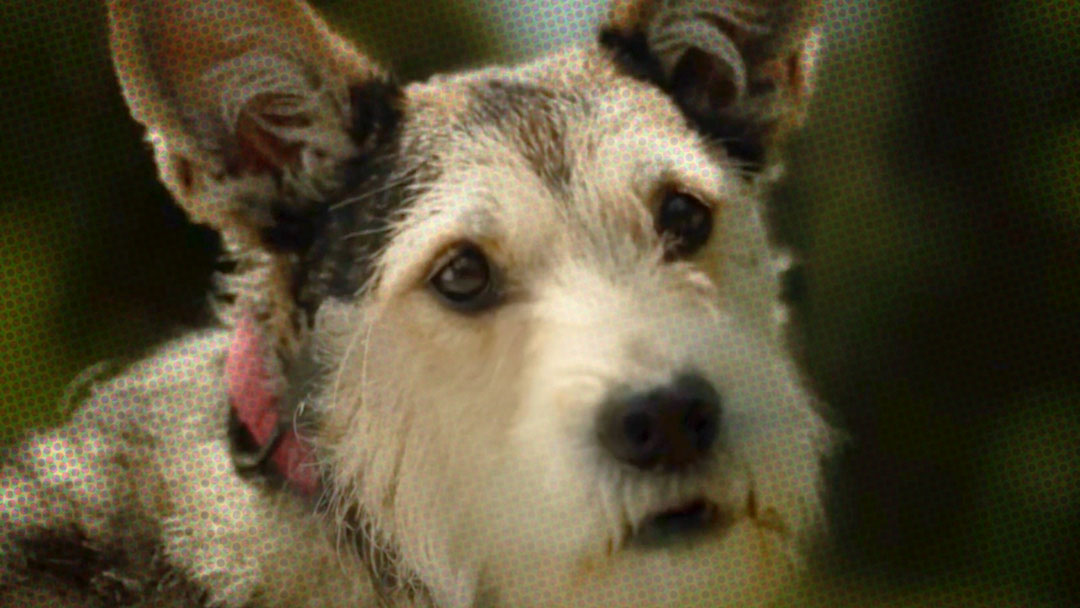 AdWatch: F CANCER | Pick Up Your Poop