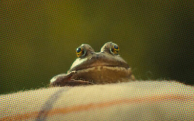 AdWatch: TOAD&CO | Love Your Toad