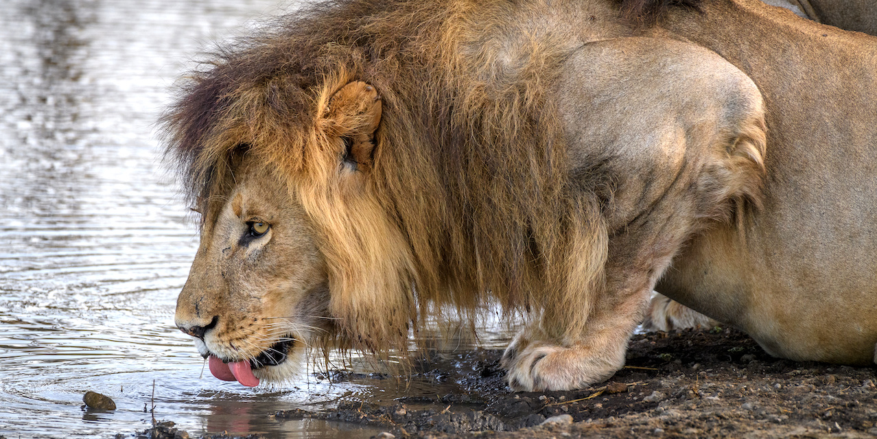 Navigating Ups & Downs of the Top Social Media Watering Holes